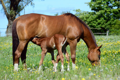Adult horse with baby
